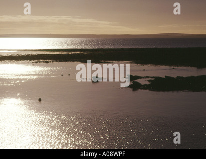 dh  SCAPA FLOW ORKNEY Seals off Toy Ness Orphir marine wildlife coast colony seal Stock Photo