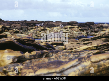 dh Selwick HOY ORKNEY Seals on rocky coast scotland basking phoca vitulina