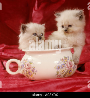 Persian cat. Colourpoint kittens in a chamber pot Stock Photo