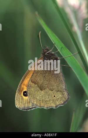 Meadow Brown Butterfly, Maniola jurtina