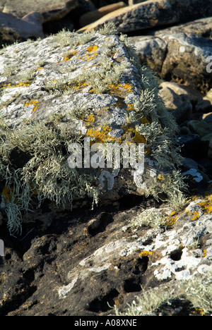 dh  LICHEN FLORA Lichen on seashore rock Lichina confinis Xanthoria parietina Lecanora Stock Photo