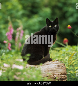 black cat - sitting on tree trunk Stock Photo