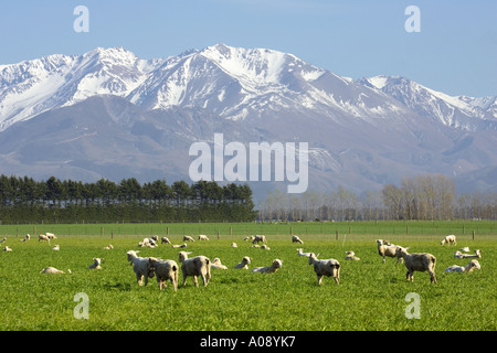 Sheep and Southern Alps near Methven Canterbury Plains South Island New Zealand Stock Photo