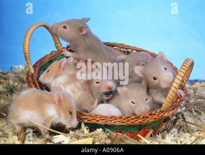 golden hamster adolescent group in a basket Stock Photo