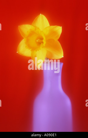 Yellow daffodil in blue vase Stock Photo