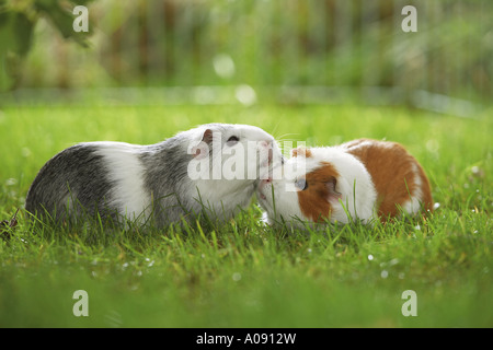 two guinea pigs on meadow Stock Photo