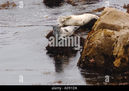Harbor Seals Lying on Rocks Stock Photo