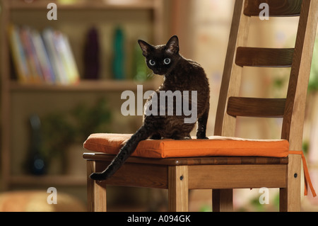 Devon Rex - on chair Stock Photo