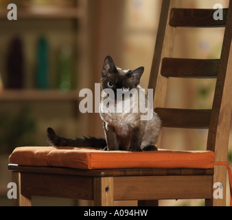Devon Rex - on chair Stock Photo