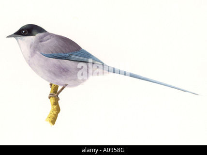 Azure winged Magpie Stock Photo