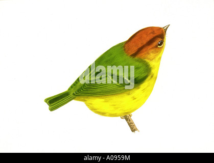 Yellow breasted Warbler Stock Photo
