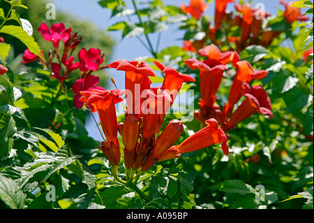 Bluehender Strauch Bignomia, red flowers Stock Photo