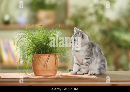 British Shorthair kitten next to cats' grass Stock Photo