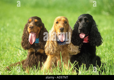 three Cocker Spaniel dogs - sitting on meadow Stock Photo