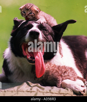 Tierfreundschaften Außenaufnahme Hund mit Katzenbaby auf dem Kopf animal friedship lying dog with little cat on it s head Stock Photo