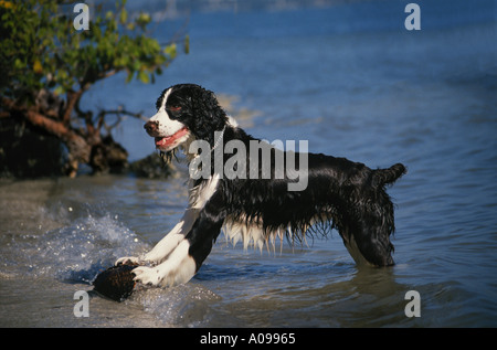 Happy wet Springer Spaniel dog retrieving coconut from water on beach at Grand Cayman Island Stock Photo