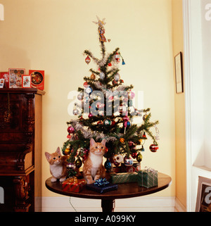 Two ginger and white kittens under the Christmas tree Stock Photo