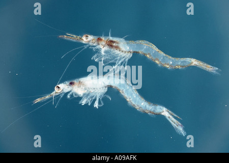 whale krill, Antarctic krill (Euphausia superba) Stock Photo