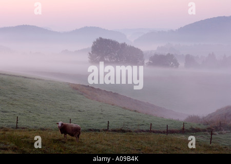 Sheep in Pasture in Morning Fog, Saxon Switzerland, Saxony, Germany Stock Photo