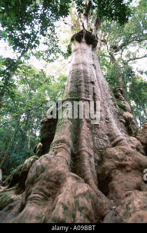 Antarctic beech (Nothofagus moorei), Australia, Queensland, Lamington National Park Stock Photo