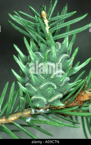 yellow spruce pineapple-gall adelges (Sacchiphantes abietis, Adelges abietis) Stock Photo