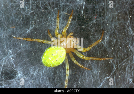 gourd spider, pumpkin spider (Araniella cucurbitina) Stock Photo