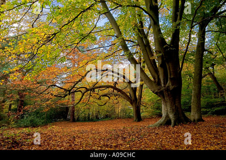 keston forest north kent autumn colours england uk vibrant colour quiet ...