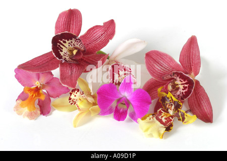 flowers of different ornamental orchids (Phalaenopsis, Oncidium, Cymbidium) Stock Photo