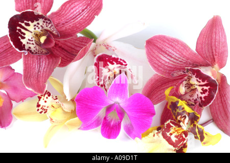 flowers of different ornamental orchids Phalaenopsis, Oncidium, Cymbidium Stock Photo