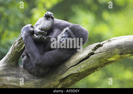 lowland gorilla (Gorilla gorilla gorilla), juvenile, Netherlands, Zoo, Stock Photo