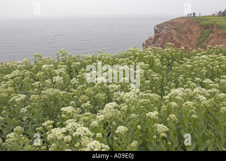 white top, hoary cress (Cardaria draba), blooming at the coast, Germany, Schleswig-Holstein, Heligoland Stock Photo