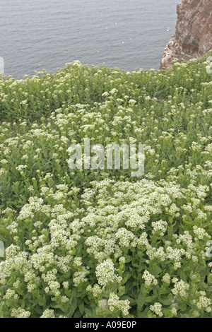 white top, hoary cress (Cardaria draba), blooming at the coast, Germany, Schleswig-Holstein, Heligoland Stock Photo