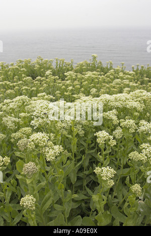 white top, hoary cress (Cardaria draba), blooming at the coast, Germany, Schleswig-Holstein, Heligoland Stock Photo