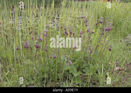 purple avens, water avens (Geum rivale), blooming Stock Photo