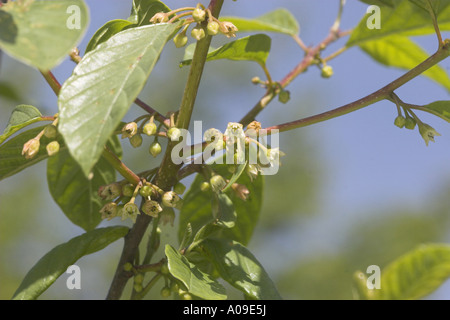 alder buckthorn, glossy buckthorn (Frangula alnus, Rhamnus frangula), blooming Stock Photo