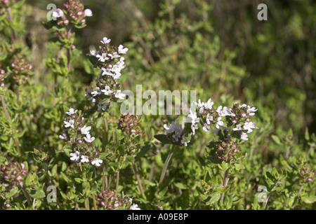 garden thyme, English thyme (Thymus vulgaris), blooming Stock Photo