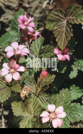 arctic bramble, dwarf nagoonberry (Rubus arcticus), blooming, Sweden, Haelsingland Stock Photo