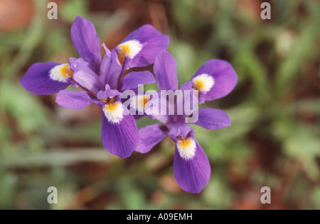 Iris double-bulbe (Gynandriris sisyrinchium, Iris sisyrinchium), blooming, Spain, Andalusia Stock Photo