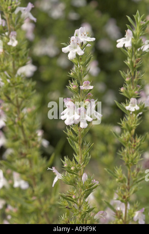 winter savory (Satureja montana), detail of the blossoms Stock Photo
