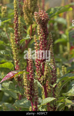 common amaranth, redroot pigweed, red-root amaranth (Amaranthus retroflexus), inflorescences Stock Photo