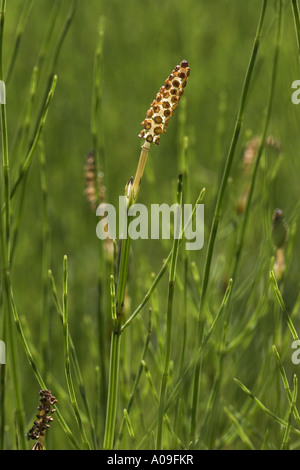 marsh horsetail (Equisetum palustre), sporophyll Stock Photo