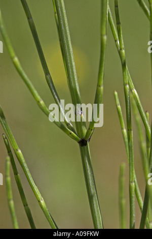 marsh horsetail (Equisetum palustre), sprout with ramifications and sheath Stock Photo