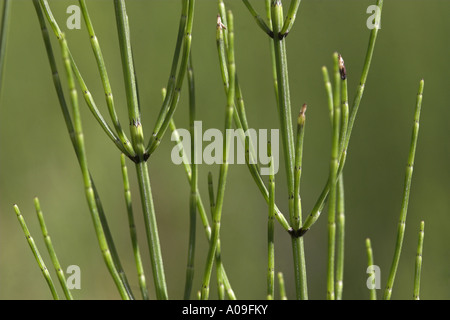 marsh horsetail (Equisetum palustre), sprout with ramifications and sheath Stock Photo