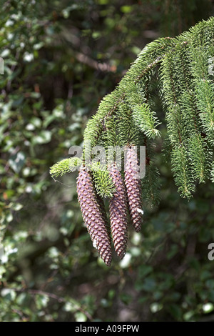 Norway spruce (Picea abies), cones Stock Photo