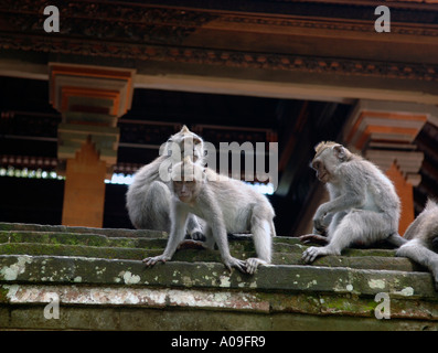 Balinese Macaque Monkey in Temple Pura Prajapati, Ubud, Bali, Indonesia Stock Photo