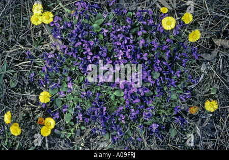 English violet, sweet violet (Viola odorata), group together with coltsfoot Stock Photo