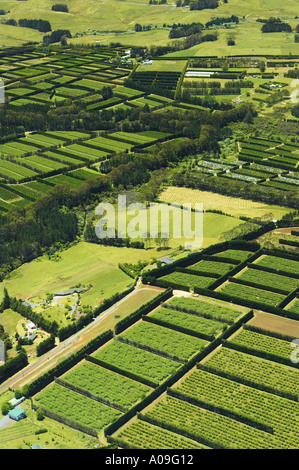 Orchards near Kerikeri Bay of Islands New Zealand aerial Stock Photo