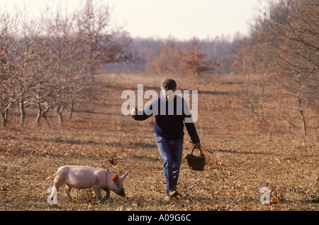 Truffle hunt hunting with a pig Cahors France 1990s Europe Circa 1995. HOMER SYKES Stock Photo