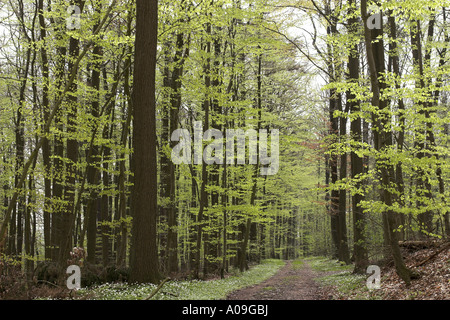 common beech (Fagus sylvatica), beech forest in spring Stock Photo