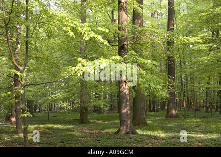 common beech (Fagus sylvatica), beech forest in spring Stock Photo